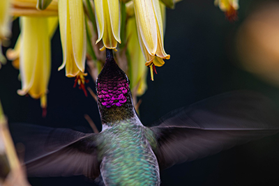 photo of Anna's hummingbird